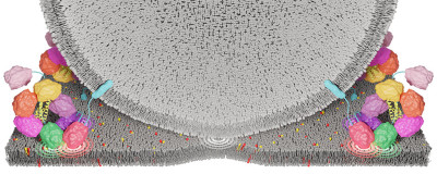 Otoferlin-Protein (c) umg/alexey chizhik